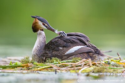 Great Crested Grebe feeds chicks with feathers