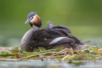 Great Crested Grebe with chick on back in nest