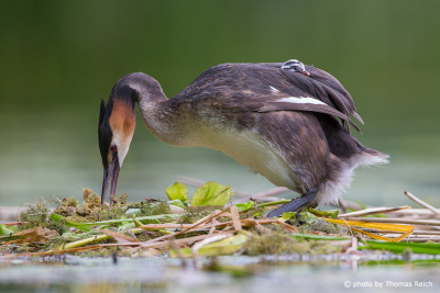 Great Crested Grebe with chick on back during nest improvement