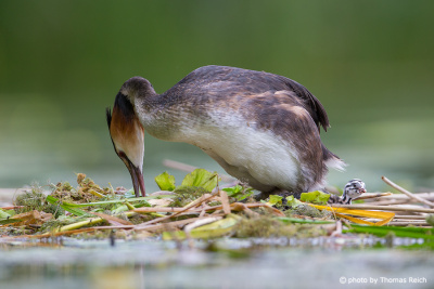 Great Crested Grebe working on nest