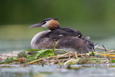 Great Crested Grebe chicks climbing on back