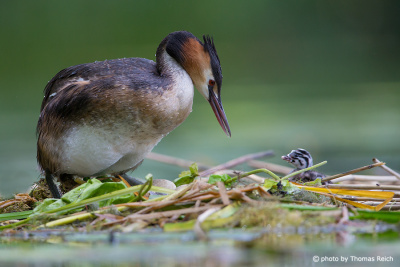 Great Crested Grebe with chick in nest