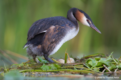 Great Crested Grebe stands on nest with eggs