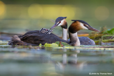Great Crested Grebes Courtship behaviour