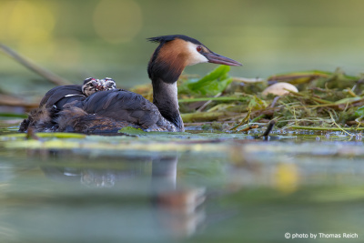 Great Crested Grebe with chick and nest