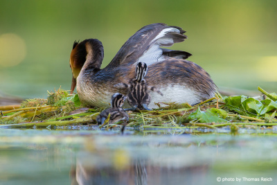 Great Crested Grebe nest and babys
