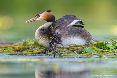 Young Great Crested Grebes
