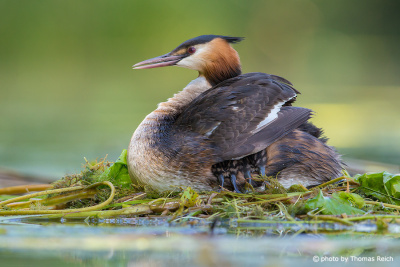 Great Crested Grebe with chicks in plumage