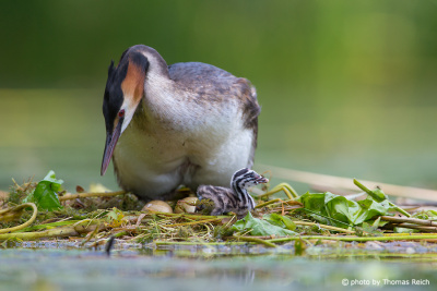 Great Crested Grebe hatching