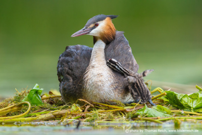 Great Crested Grebe baby