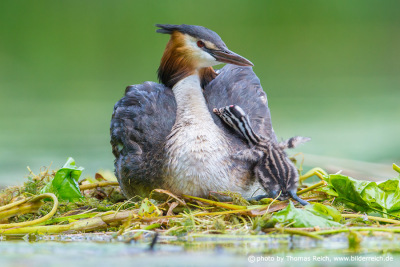Climbing Great Crested Grebe chick