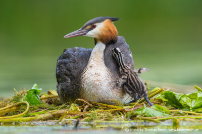 Sound of Great Crested Grebe chick
