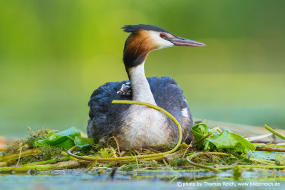 Great Crested Grebe sitting on the floating nest