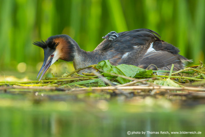 Great Crested Grebe in nest with chick on its back