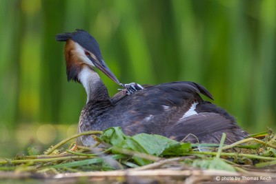 Great Crested Grebe with feeding chick on his back