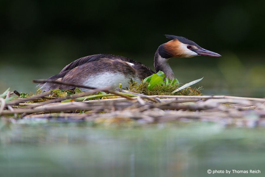 Great Crested Grebe nest