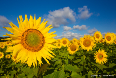 Sunflower fields images
