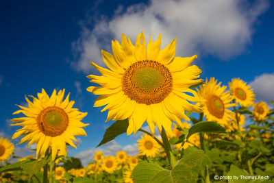 Cultivation of Sunflowers
