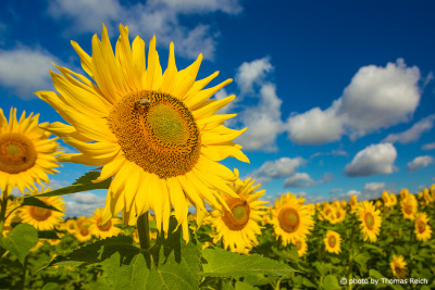 Sonnenblume Lebensraum