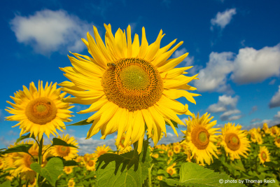 Sonnenblumen Hintergrundbild