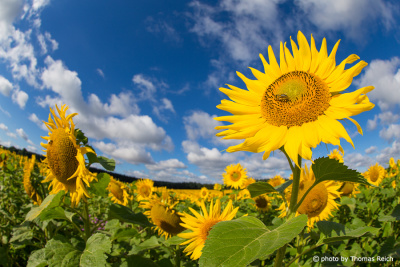 Große Sonnenblumen