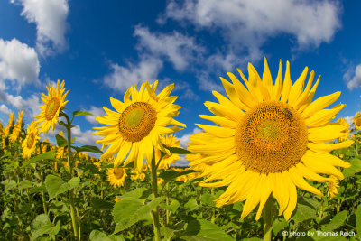Sonnenblumen Landwirtschaft