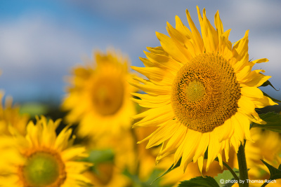 Gelbe Sonnenblumen im Sommer