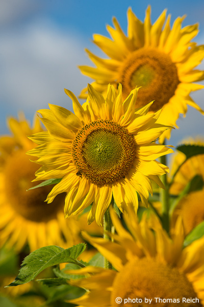 Sunflowers in the summer
