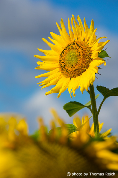 Riesen Sonnenblume Größe