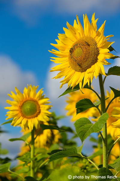Sunflower Pollination