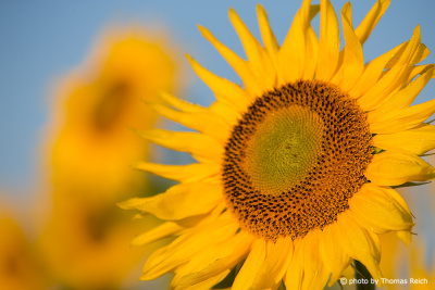 Sunflower flower head