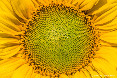 Sonnenblume Nahaufnahme