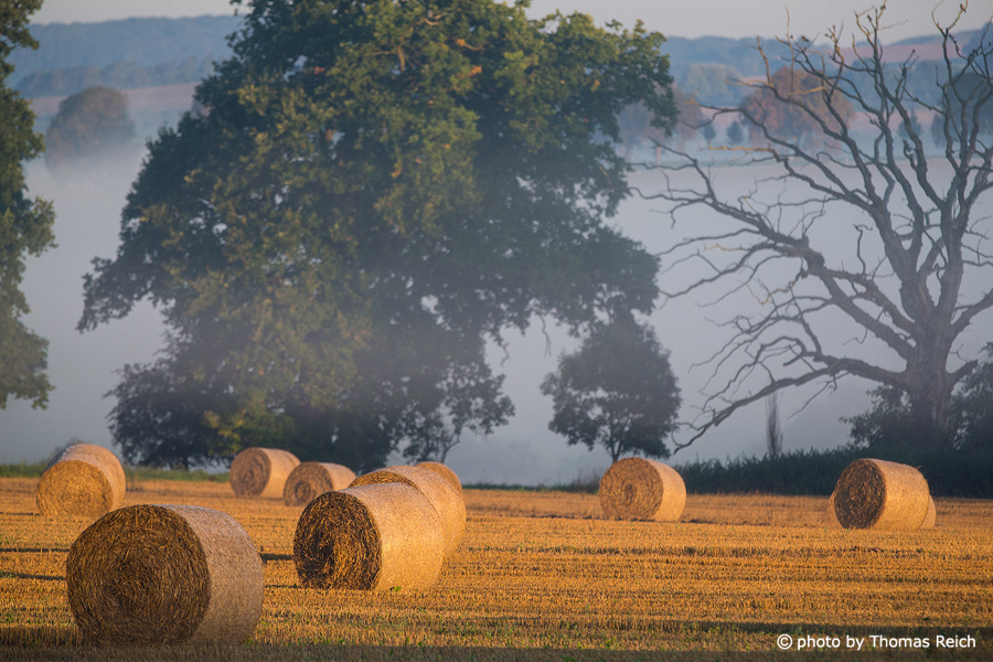 Hay bales and morning mist