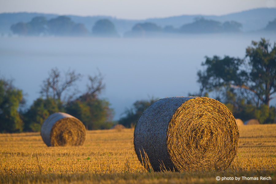 Straw Bales in the fog