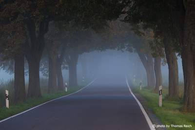 Avenue Road in the Fog in Germany