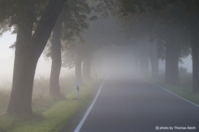 Country road in the fog