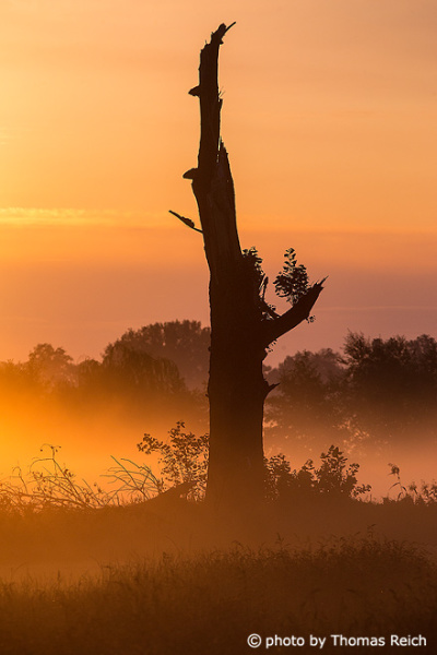 Silhouette of tree trunk in the mist