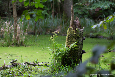 Swamp Forest wetland
