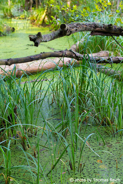 Swamp Forest water plants