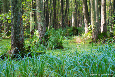 Swamp Forest Alder trees