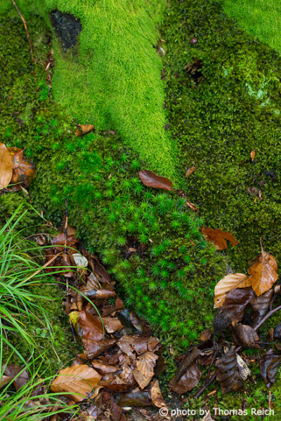 Wet beech leaves on forest floor