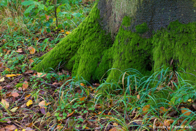 Leaves and grass on forest floor