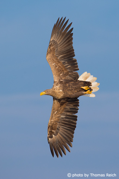 White-tailed Eagle underside