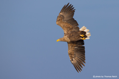 Flying White-tailed Eagle