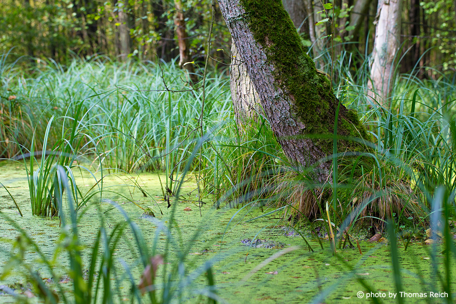 Swamp Forest water in spring