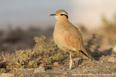 Cream colored courser appearance