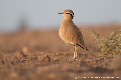 Cream colored courser Canary Islands in Spain