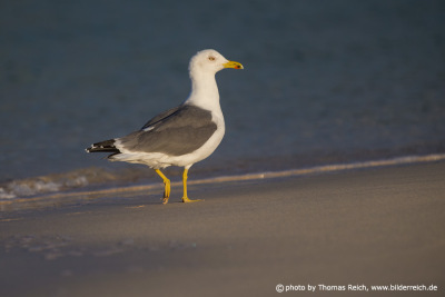 Yellow-legged Gull size