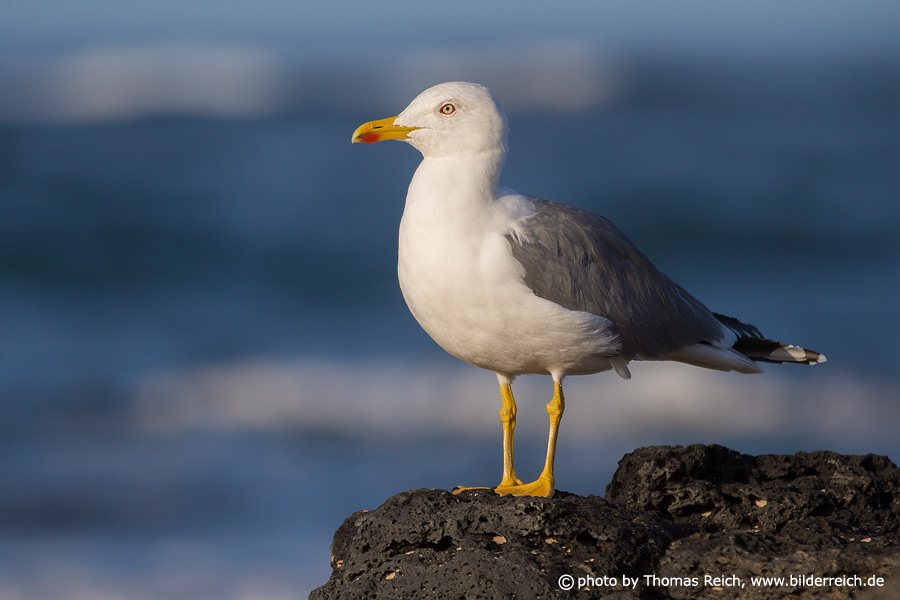 Yellow-legged Gull at the coast