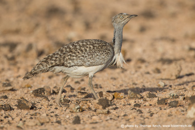Houbara bustard is a desert bird